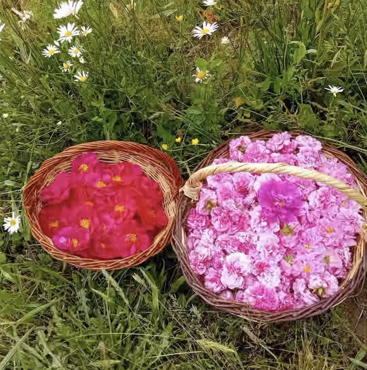 Paniers en osier remplis de roses fraîchement récoltées à la main par La ferme nature